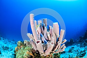 Sponges on a coral reef photo
