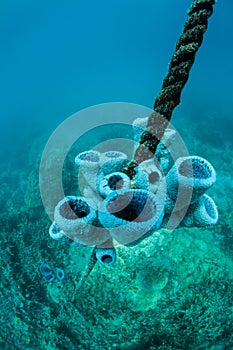 Sponges Growing on Rope