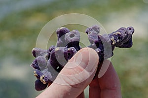 Sponges in hand Zanzibar, February 2019