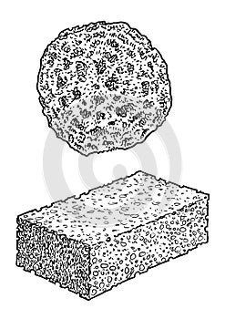Sponges illustration, drawing, engraving, ink, line art, vector