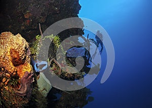 Sponges - Roatan, Honduras photo