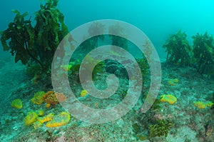 Sponges Scattered Among Kelp