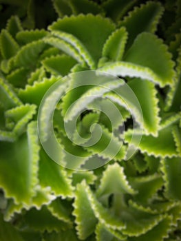 spongy leaves of celery plant, related blur.