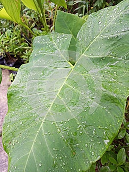 Spongy leaves exposed to rain