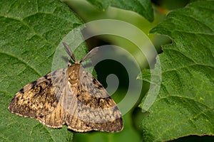 Spongy Moth - Lymantria dispar