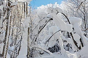 The spongy snow on the tree branch