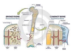 Spongy vs compact bone comparison with anatomical structure outline diagram photo