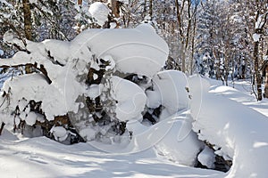 The spontaneous sculpture snow on the winter forest photo