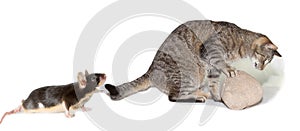 Spoof of cat hunting a mouse photo