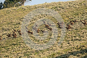 Spooked Elk Begin To Run Across Hillside