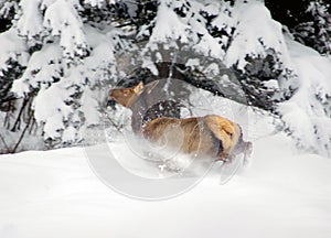 Spooked elk in snow