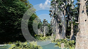 Spooky bald cypresses in the swamp