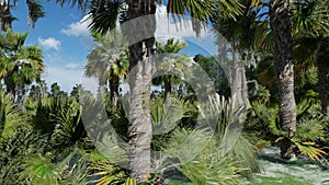 Spooky bald cypresses in the swamp