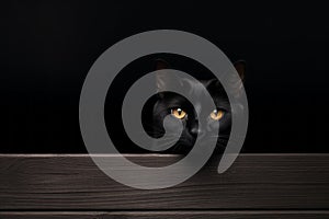 Spooky black cat on a white background