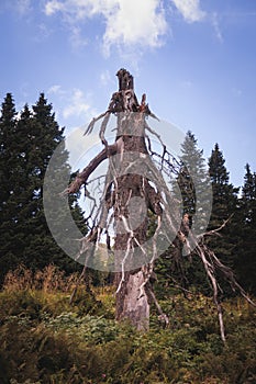 Spooky dead tree