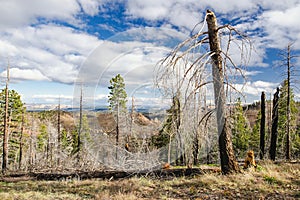 Spooky dead tree forest in Bryce Canyon National Park, Utah, USA