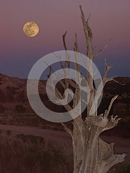 Spooky Dead Tree in Grand Staircase Escalante National Monument