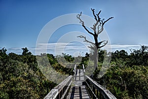 Spooky Dead Tree Next to Wood Boardwalk in Florida Wetland