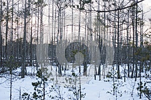 Spooky dead trees at sunset in swamp covered with snow