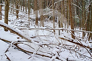 Spooky forest with fallen trees in winter