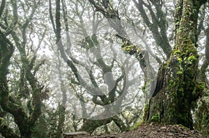 Spooky forest with gnarly trees shot during foggy conditions on Kepler Track