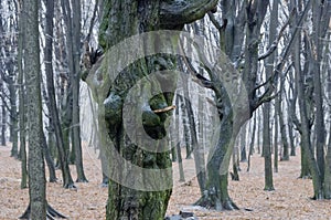 Spooky forest with trees looking like strange creatures