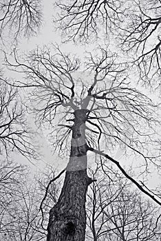 Spooky Forest in the Winter