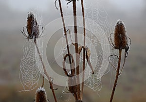 Spooky glistening spider webs