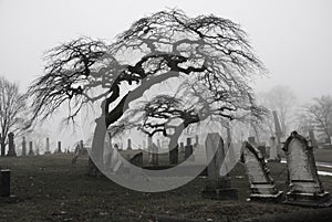 Spooky graveyard scene with scary trees a photo