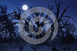 Spooky Halloween Cemetery With Owl and Full Moon