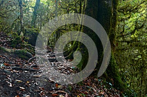 Spooky halloween mossy forest