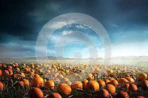 Spooky Halloween Pumpkin Field photo