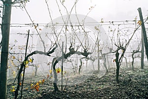 Spooky image between the Vineyard rows at the cold autumn misty morning after the harvesting completed. Italian Chianti region