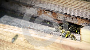 Spooky insects wildlife scene: bees flying in and out of beehive