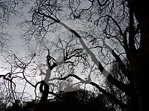 Spooky leafless branches