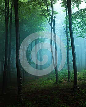 Spooky light in blue foggy forest with green vegetation. Autumn