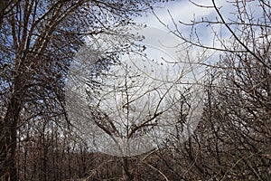 A spooky looking thicket of leafless trees in Northern Utah