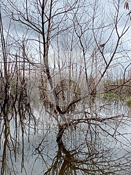 Spooky Marsh With Dead Trees