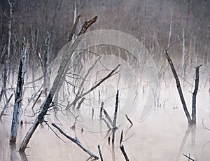 Spooky Marsh With Dead Trees photo