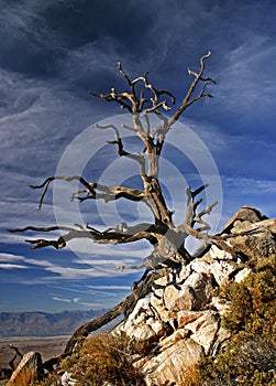 Spooky Old Tree