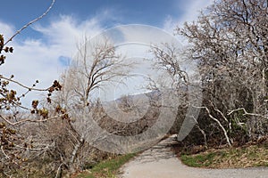 A spooky path through a forest of gnarly trees near Salt Lake City Utah with the Wasatch mountains in the background City