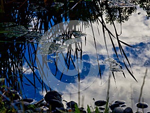 Spooky Pond Reflections