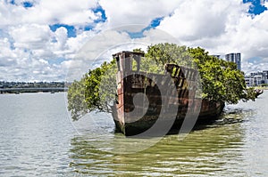 Spooky ship cemetery fully-grown mangrove trees ` the Floating Forest ` name among the locals at Homebush Bay in cloudy day. photo