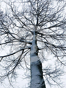 Spooky tree covered with snow in winter