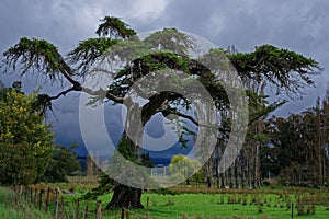 Spooky tree with stormy sky behind