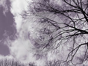 Spooky trees in sky