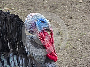 Spooky turkey head