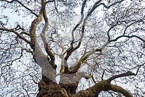 Spooky twisted branches of a Baobab Plane Tree creating interesting pattern against the bright sky.