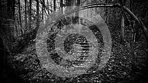 Spooky woodland steps.