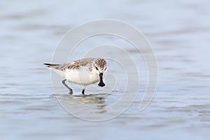Spoon-billed Sandpiper or Critically endangered. photo
